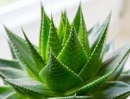 Aloe Vera bitkisi nedir ve bakın avantajları nelerdir?