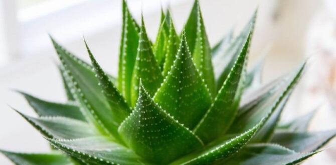 Aloe Vera bitkisi nedir ve bakın avantajları nelerdir?