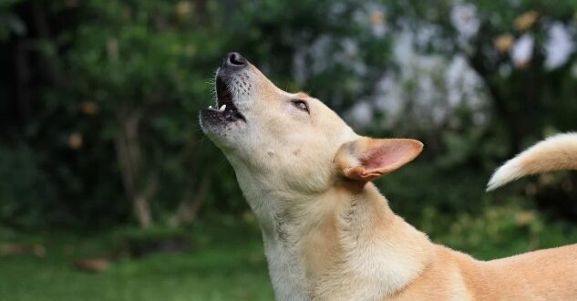 Köpekler Ezan Sesine Ba-kınız Neden Ulur