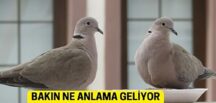 Balkona kumru konduysa Ba’kın ne anlama geliyormuş
