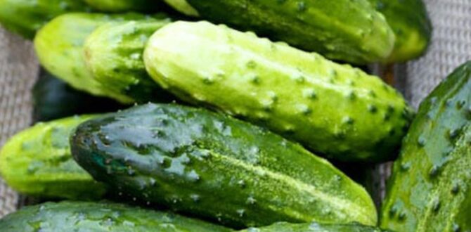 Doktorlar salatalık yemenin neden olduğunu açıkladılar…