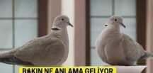 Ba’kınız ne anlama geliyormuş
