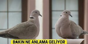 Ba’kınız ne anlama geliyormuş