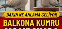 Balkon ya da pencereye kumru ve güvercin konduysa eğer..